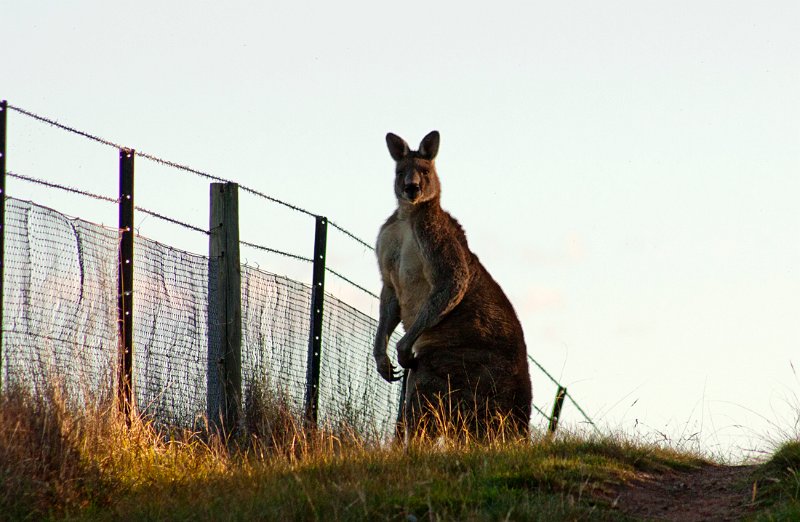 evening roo.jpg